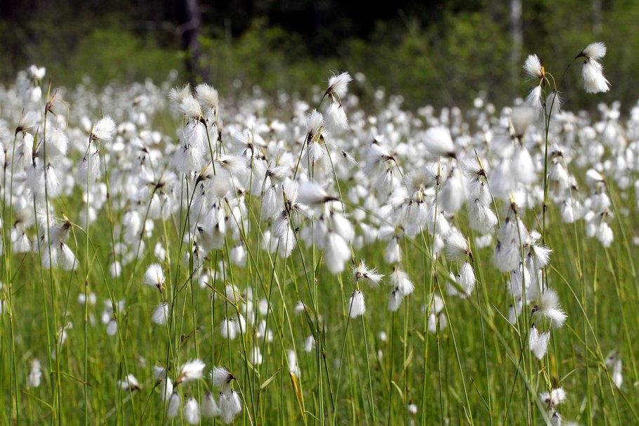 Рогатый Альпийский одуванчик