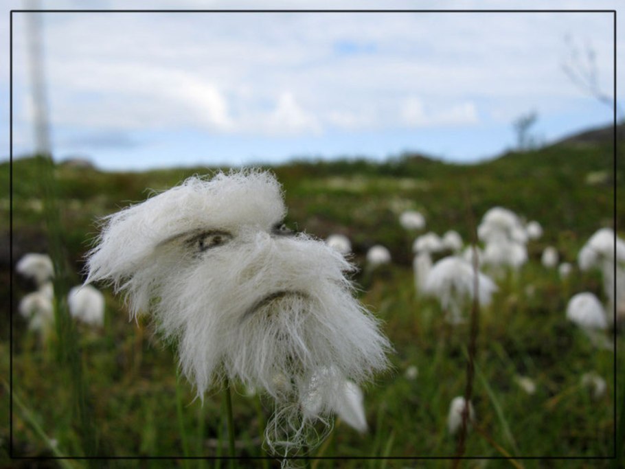 Влагалищный гриб растение
