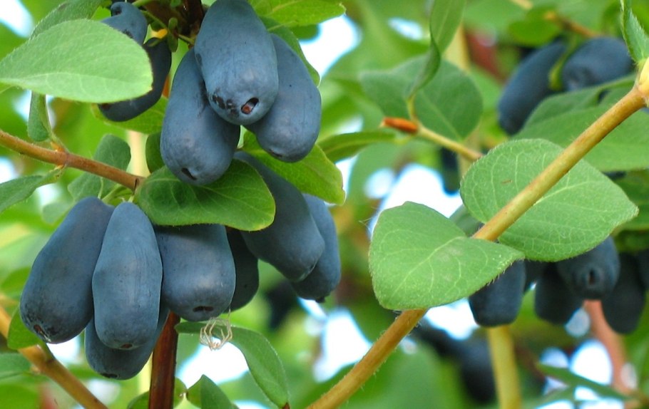 Жимолость Камчадалка куст