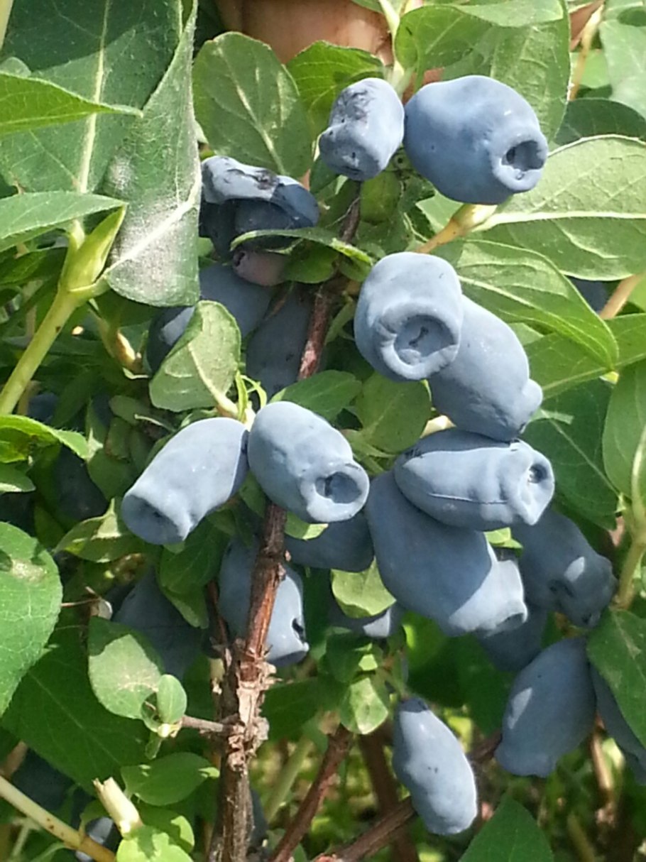 Жимолость голубое Веретено