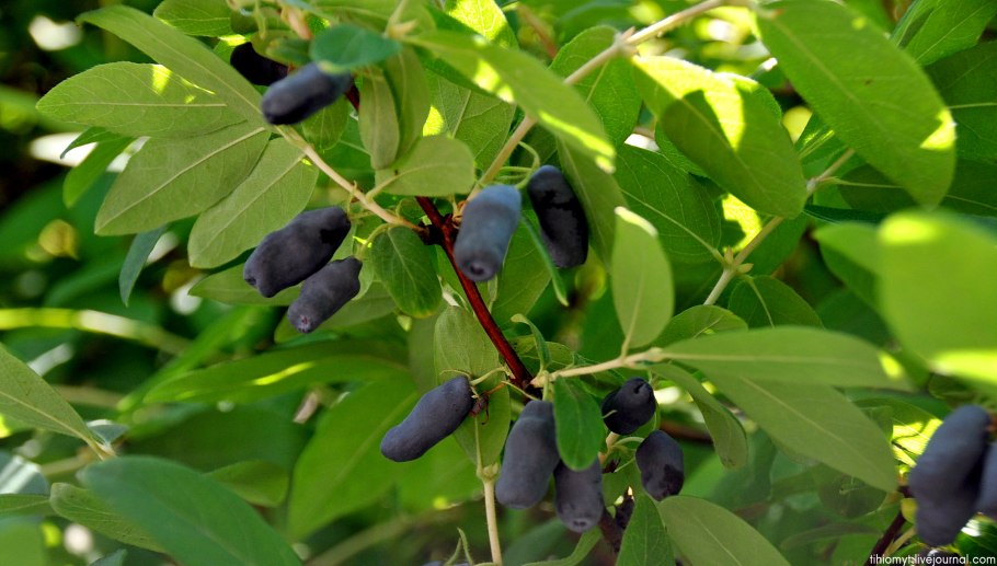 Куст жимолости с ягодами