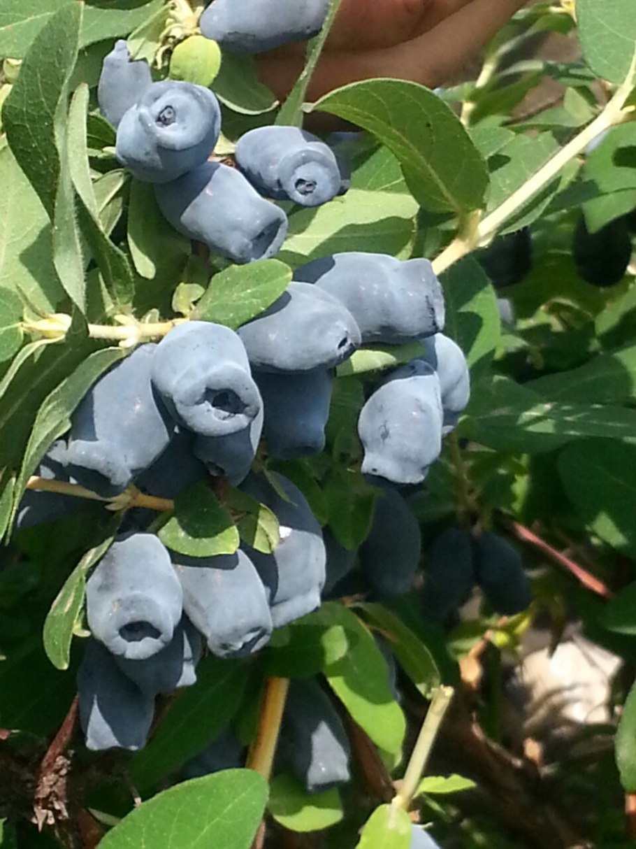 Жимолость съедобная (Lonicera edulis)