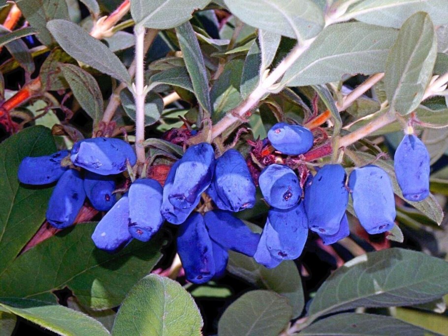 Жимолость Авача