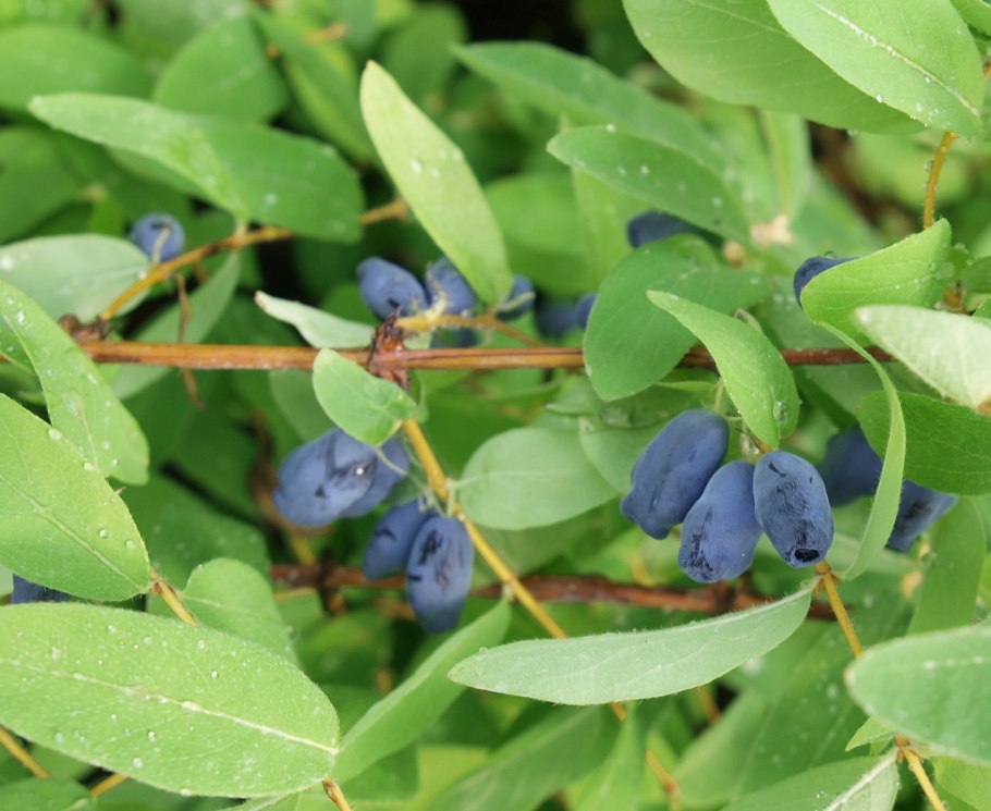 Жимолость kamtschatica