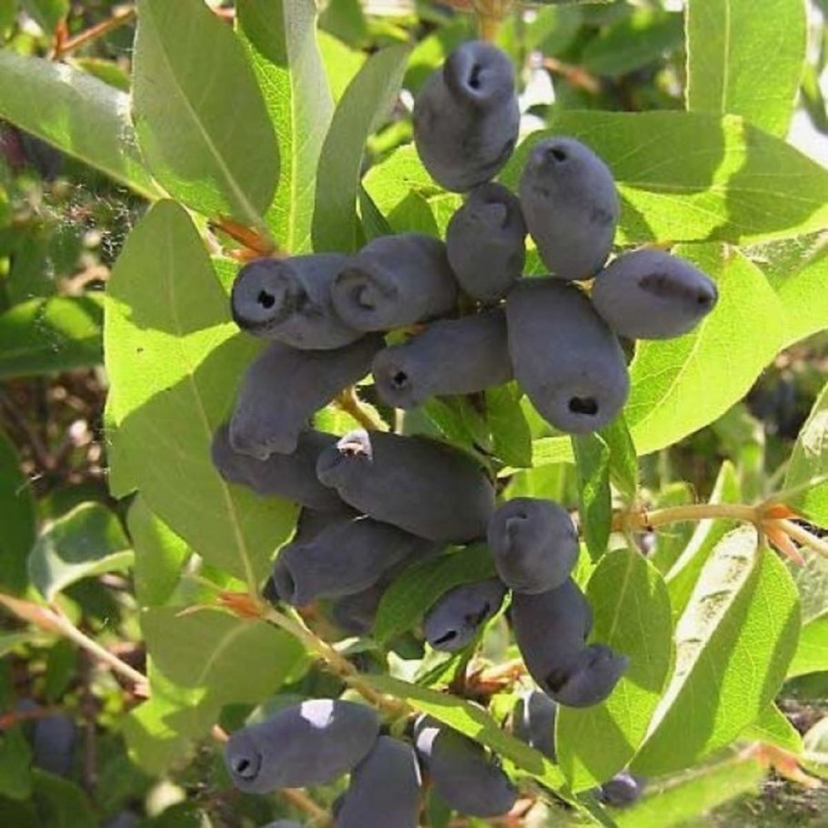 Жимолость съедобная Ленинградский великан