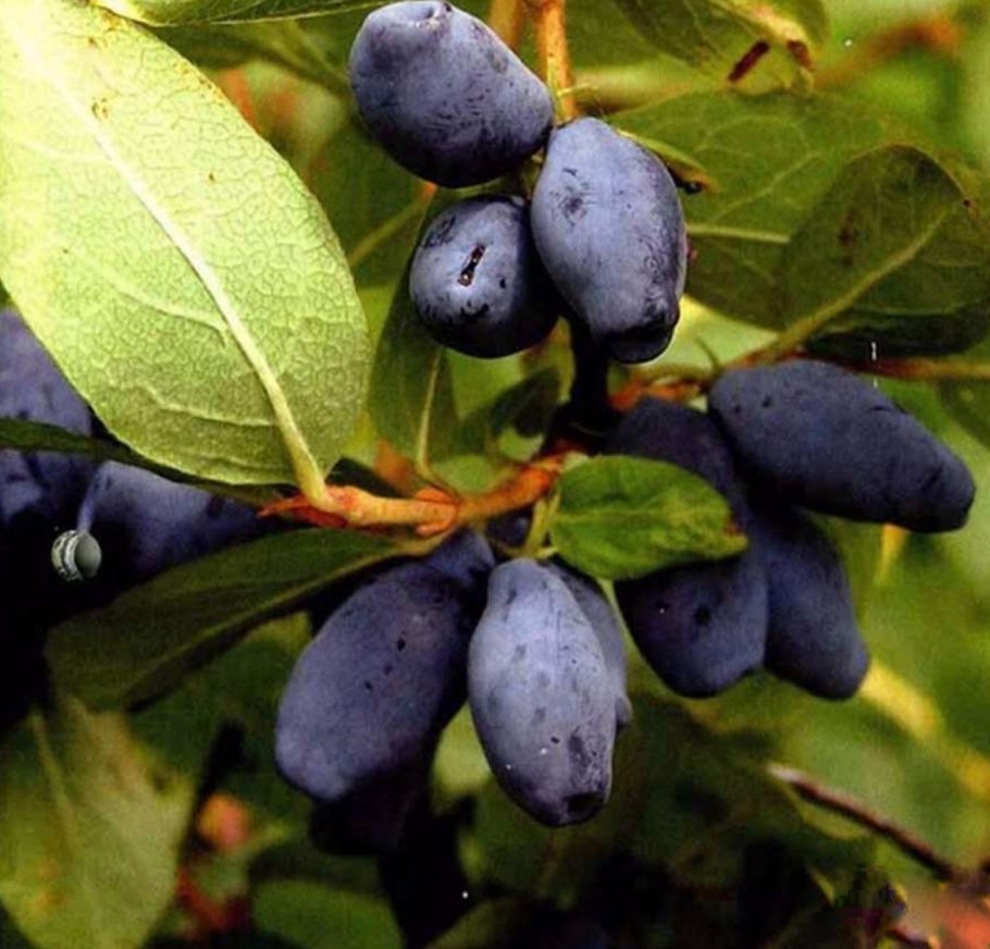 Жимолость Ленита