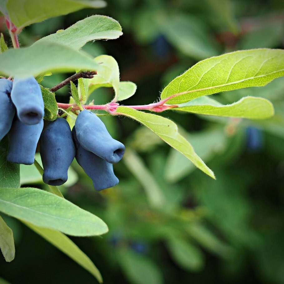 Жимолость съедобная куст