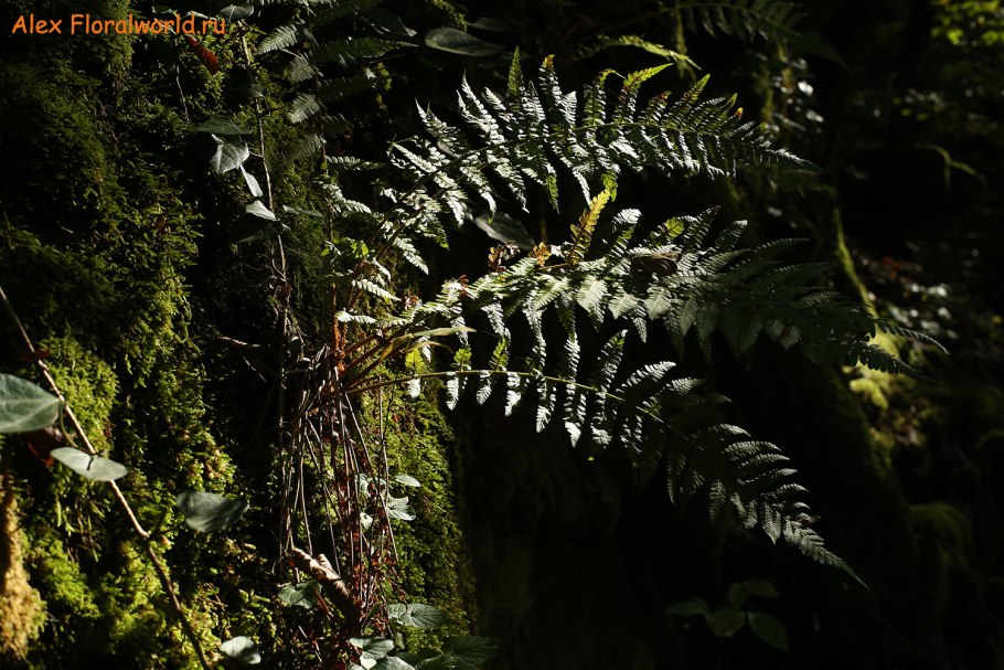 Папоротник в Туапсинском районе фото э