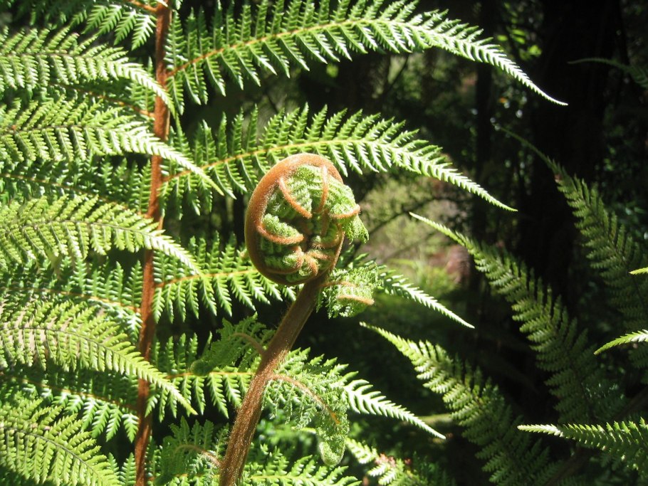 Папоротник с острова Мауи