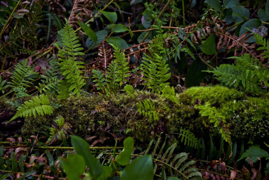 Папоротник растущий на дереве