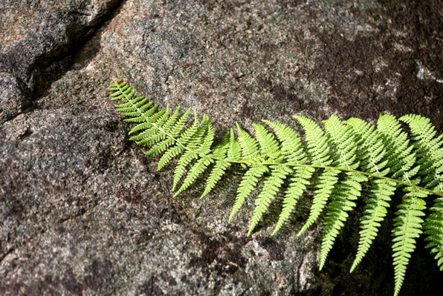 Папоротник в Норвегии