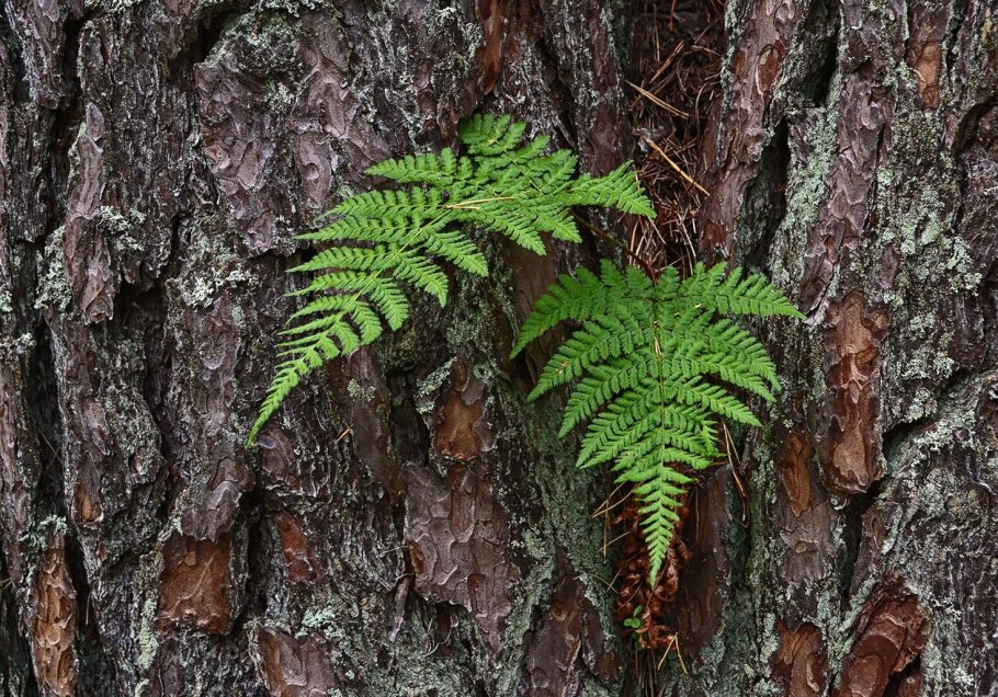 Даваллия папоротник Лесной