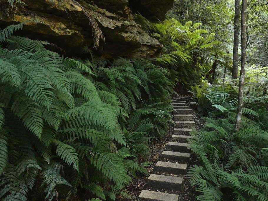 Сочинский национальный парк папоротники