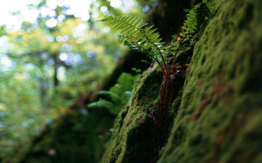 Мхи Папоротниковидные