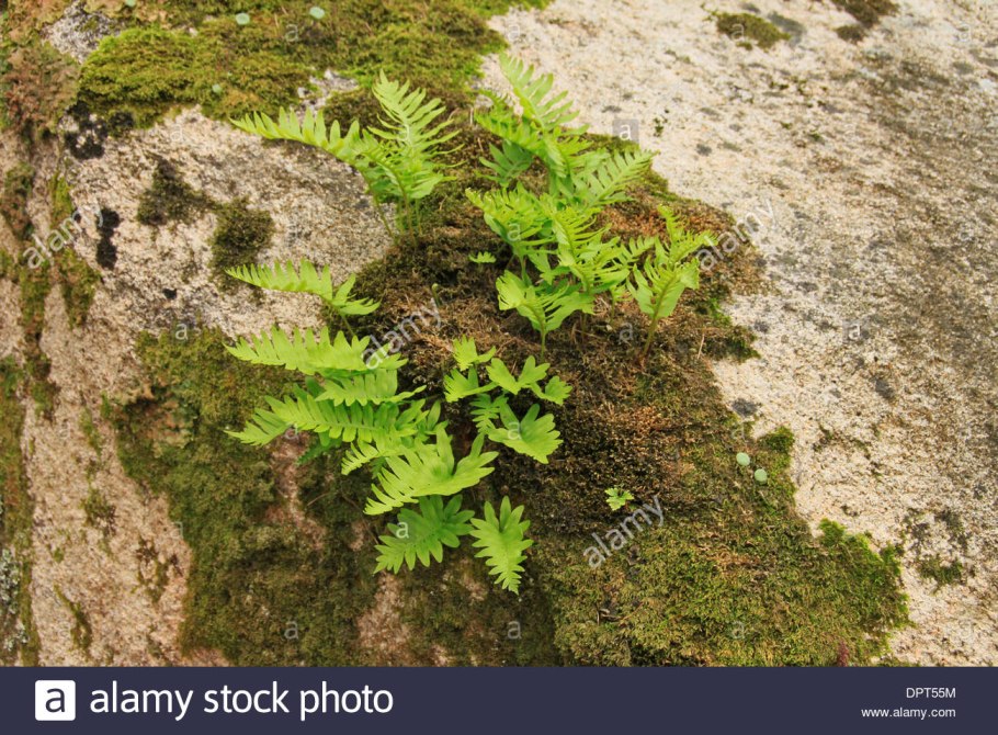 Папоротник на скалах