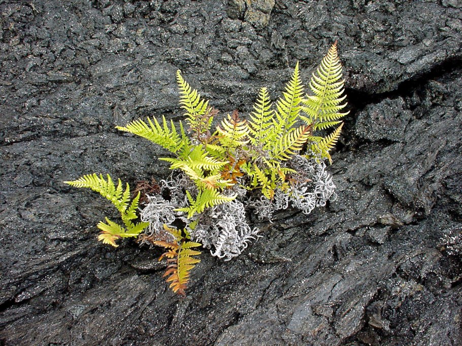 Папоротник в Антарктиде