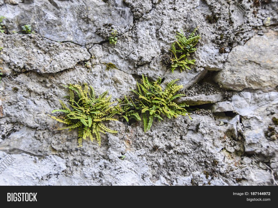 Папоротник на скалах фото