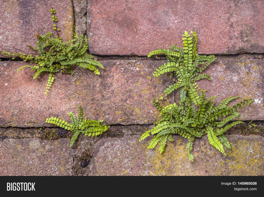 На скалах растут мелкие папоротники.