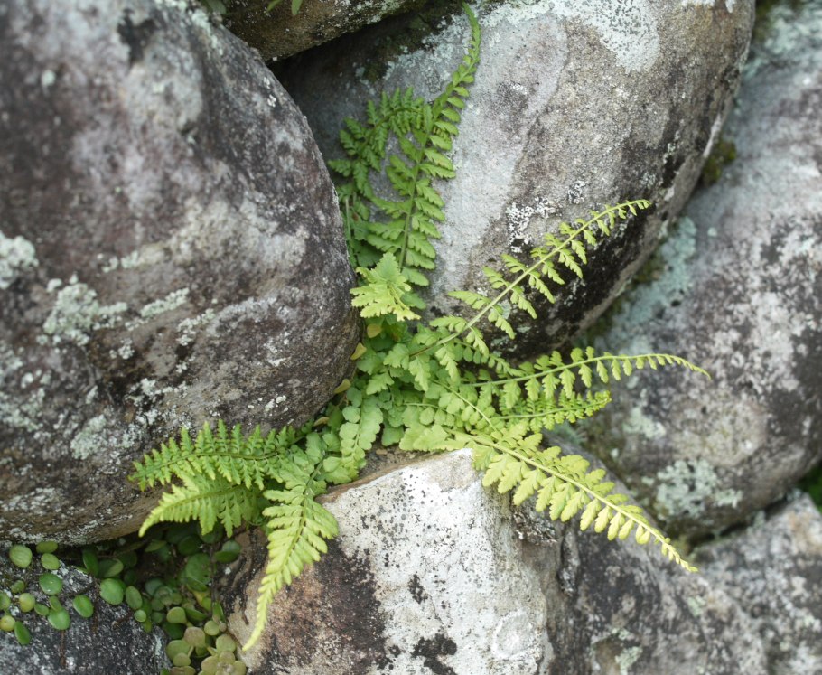 Костенец Гейфлера