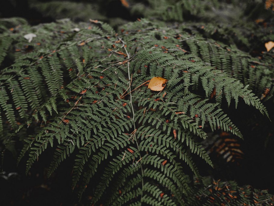 Полиподифитум папоротник Щур