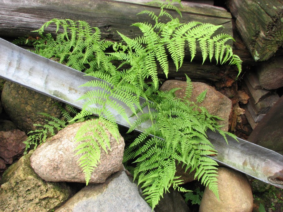 Яванский папоротник