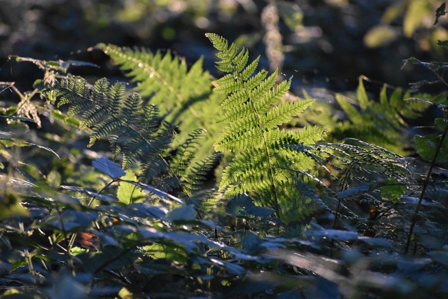 Щитовник болотный