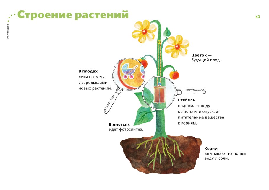 Подпиши части растения 1 класс