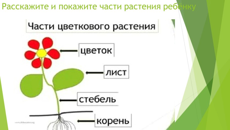Органы цветкового растения Мак