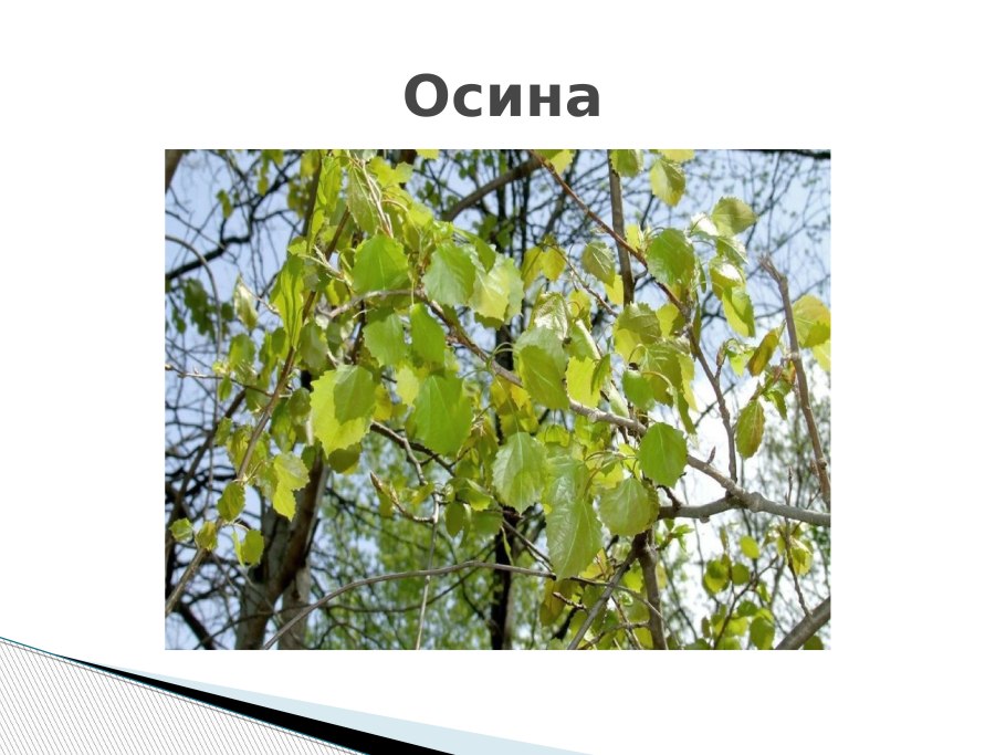Осина обыкновенная populus tremula