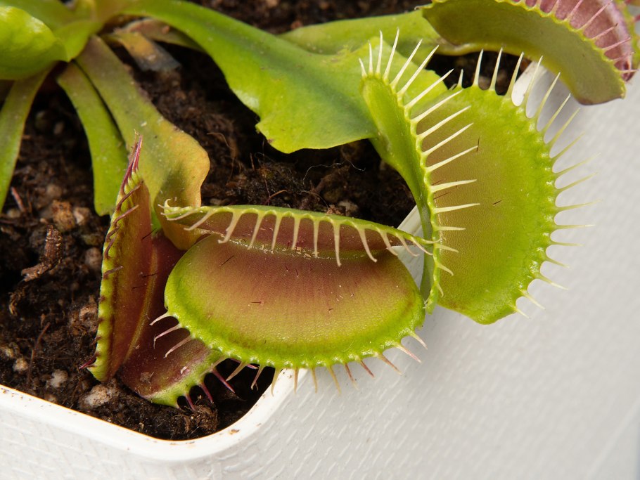 Грунт для хищных растений