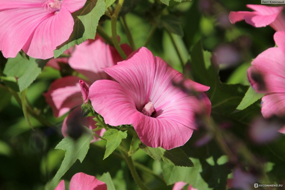 Лаватера Лилак леди