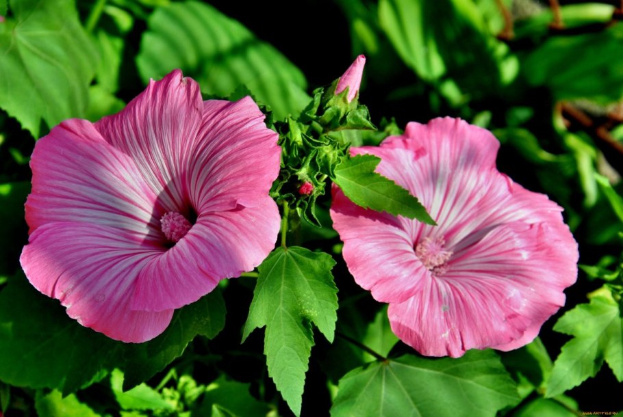 Лаватера Сильвер кап