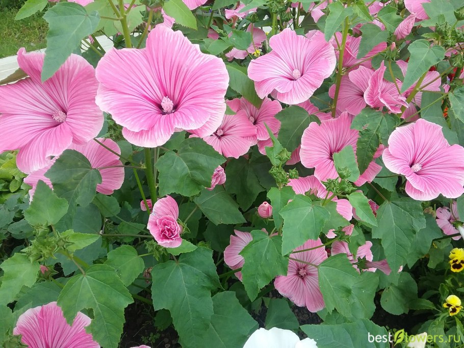 Лаватера хатьма