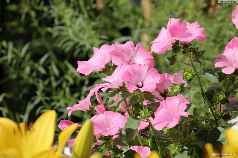 Садовая роза лаватера рассада