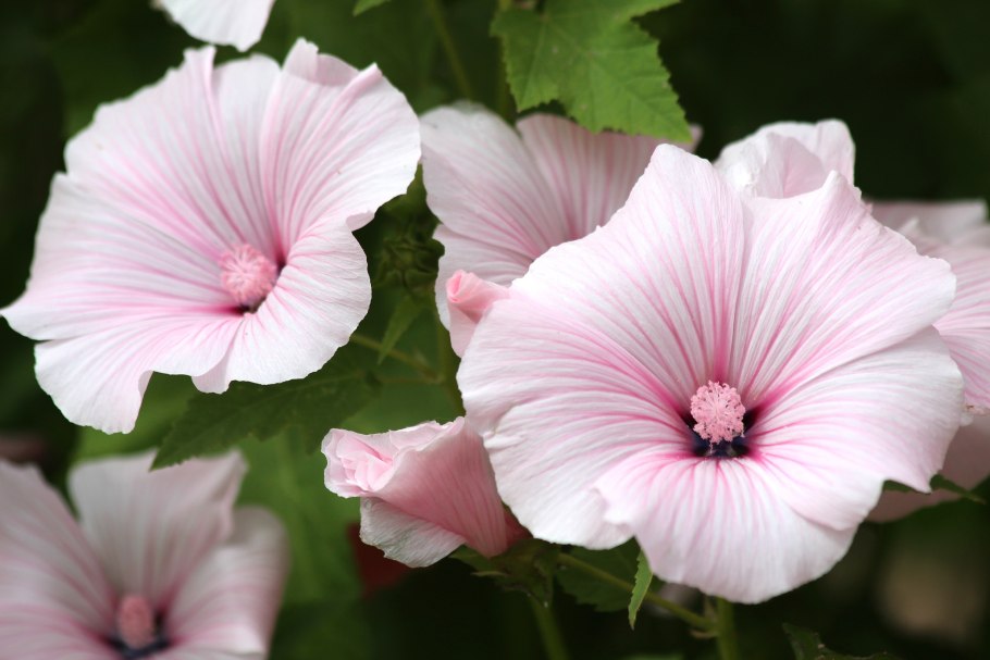 Лаватера тюрингенская