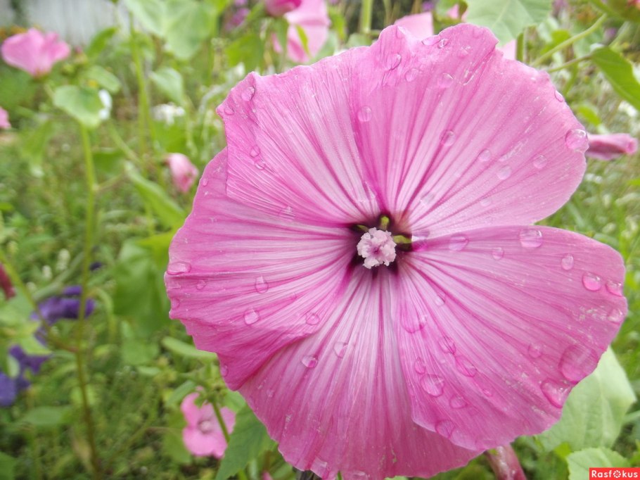 Лаватера многолетняя белая