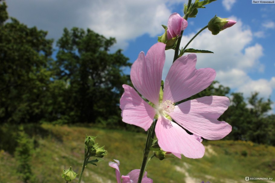 Садовая роза лаватера рассада