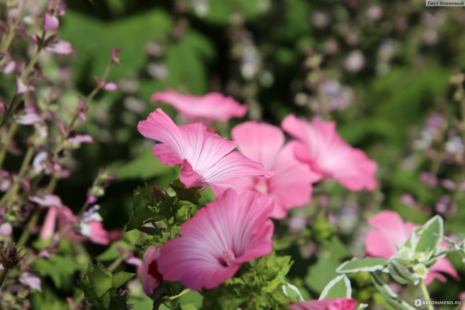 Лаватера мускусная
