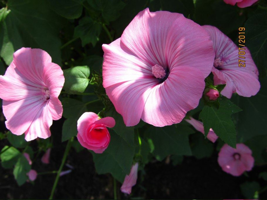 Цветок лаватера меланж