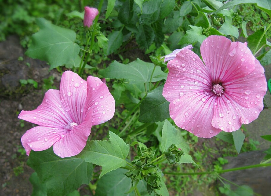 Лаватера чаровница фото