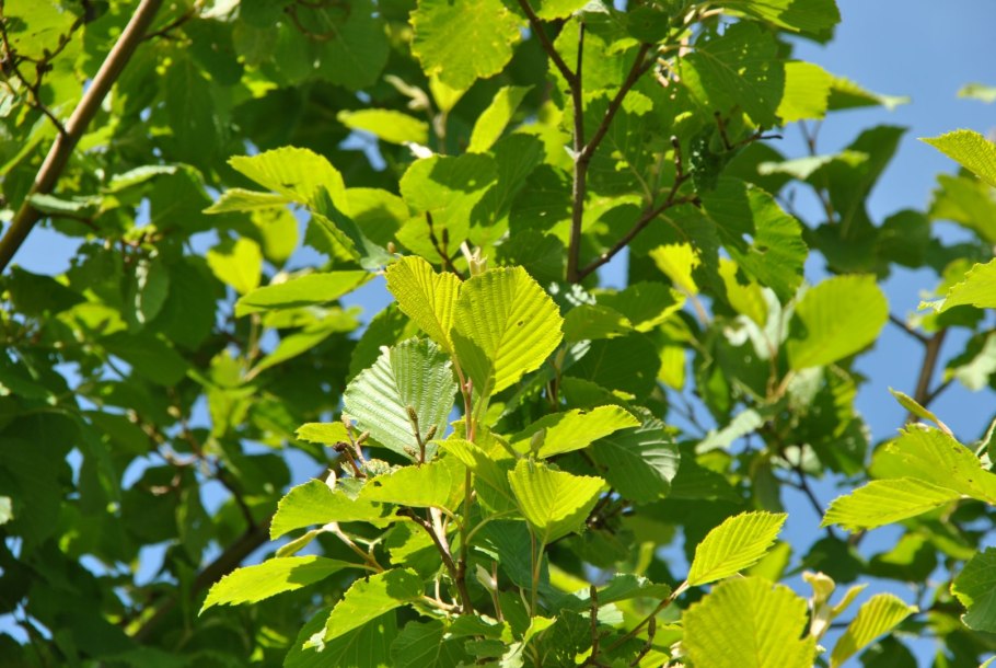 Ольха японская (Alnus japonica)