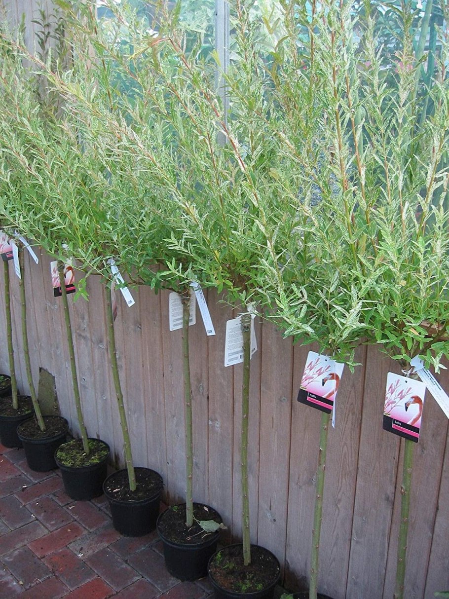 Черенкование розмарина