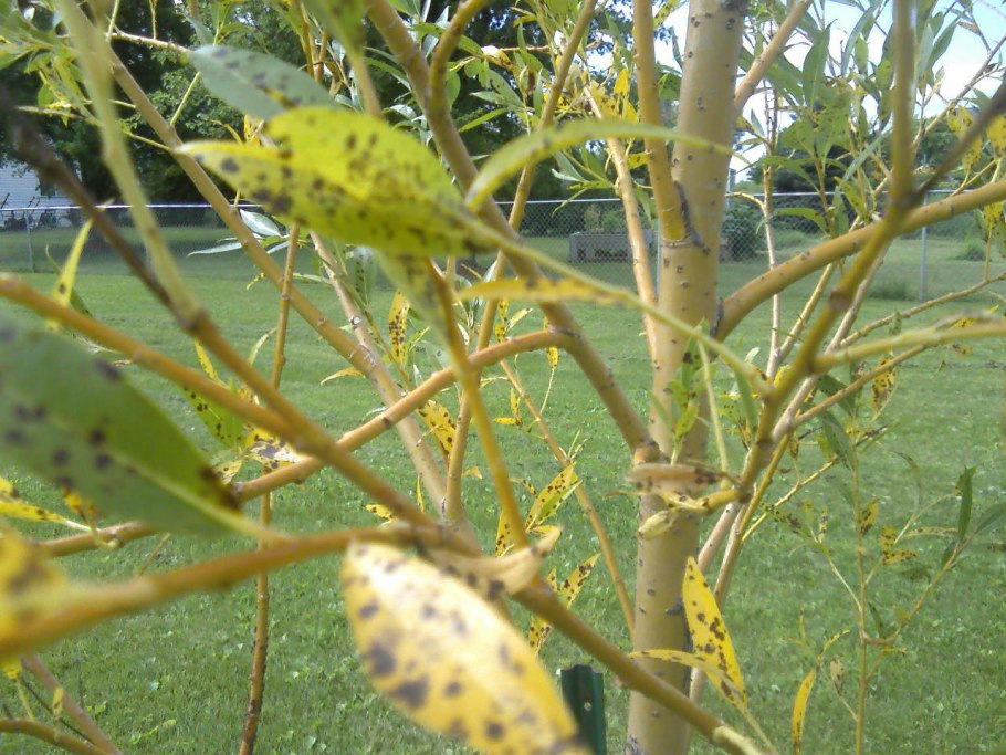 Живая изгородь Ива