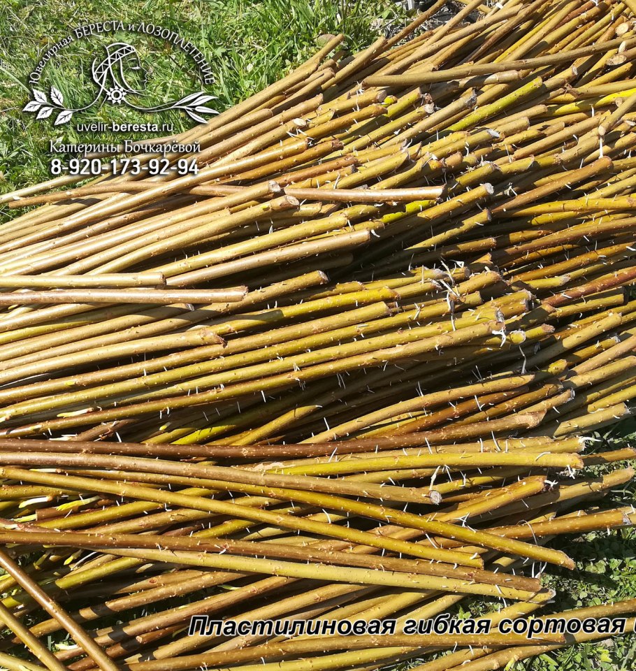 Формировка вербы