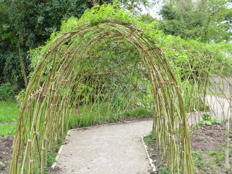 Ива пурпурная узни