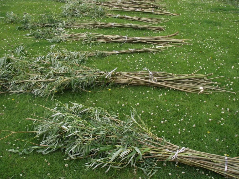 Забор из энергетической ивы