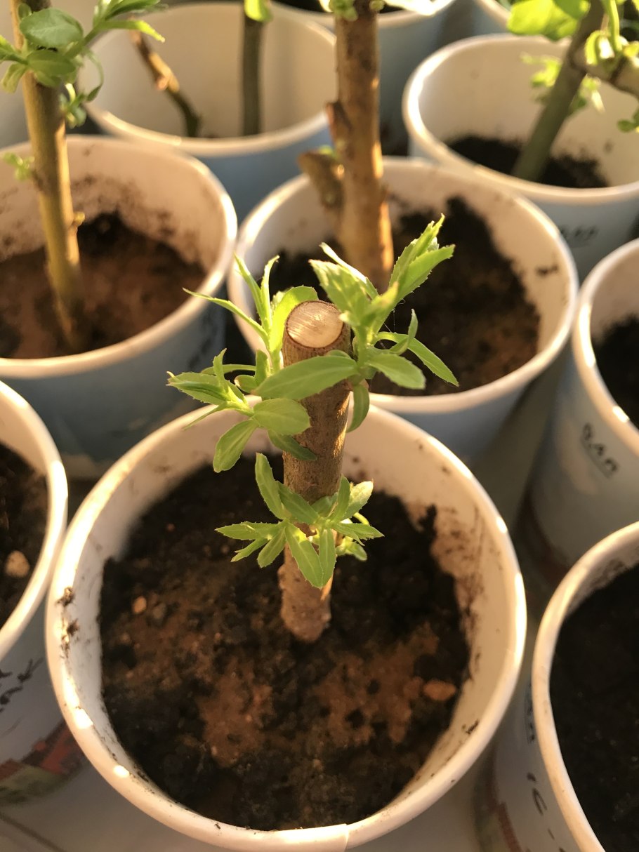 Ива Хакуро нишики саженцы