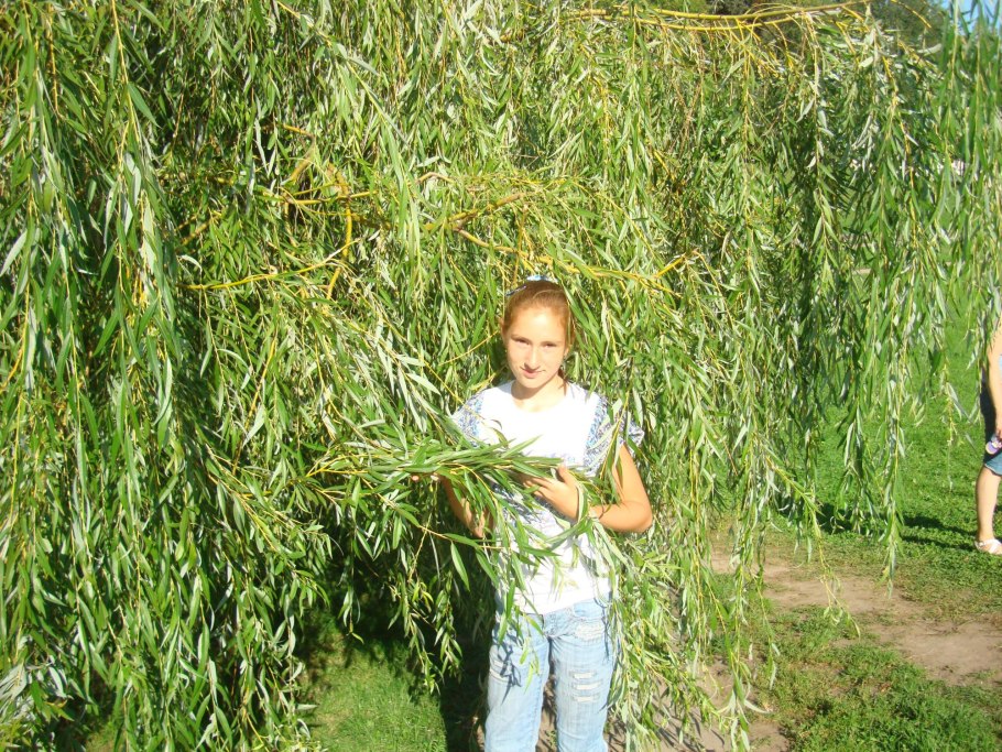 Штамбовая Ива Хакуро нишики