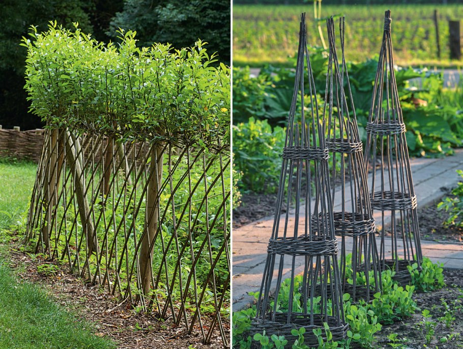 Ива Козья "Kilmarnock" (Килмарнок)