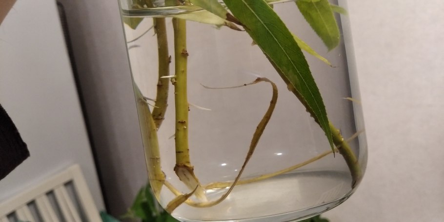 Розмарин укоренение черенков